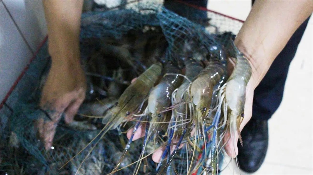 99久久伊人精品综合观看